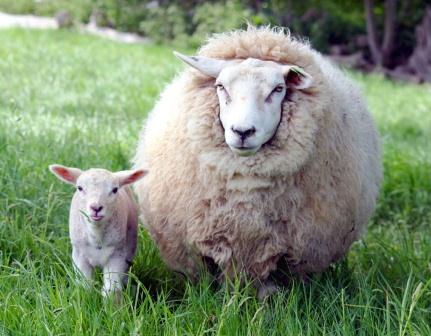 Купить одеяло из овечьей шерсти в Калуге